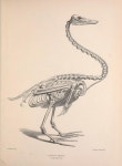 work (animal)에 있는 박소연님의 핀 | 동물 해부학, 새, 동물