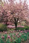 Pin by 은숙 박 on garden stuff | Beautiful gardens, Dogwood trees, Trees for front yard