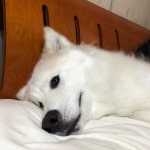 이렇게 귀여울 수 있남  #개스타그램 # # #견스타그램 #dog #dogstagram #puppy #댕댕이 #멍멍이 #malamute #말라뮤트... 