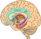 The_Limbic_System_and_Nearby_Structures_small | 신경계, 아나토미, 뇌신경