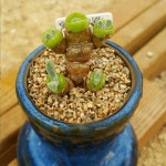 #모닐라리아모닐리포메 #다육이 | 선인장