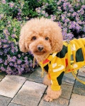 꽃보다 테드... | Dogs, Dog cat, Animals