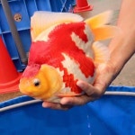 Jumbo Ryukin from Japan. Narita Tamasaba Farm. #big #ryukin #pet #fish #goldfish #goldfishunion #goldfishofinstagram | 금붕어, 어항