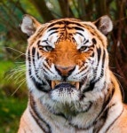 Пин от пользователя DlstidanjdlTsi на доске 도예 (с изображениями) | Полярная... 