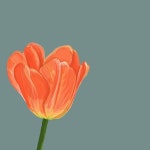 Spring tulip digital illustration. | 튤립