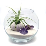 •플랜테리어 Terrarium 으로 나만의 아늑한 실내정원 만들기! in 2020
