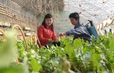 농업생산에서 높은 성과를 이룩하기 위해 -평양시 사동구역 장천남새전문협동농장에서--《조선의 오늘》