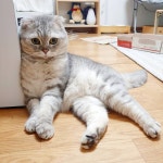 고양이  야옹이  캣스타그램  냥스타그램  수수타그램  스코티쉬폴드  반려묘  cat  catstagram  catsofinstagram  cats... 