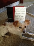 I knocked her HOT COFFEE on to her computer (and her lap) causing her… | Dog shaming funny, Cute animals kissing, Dog shaming