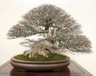 Valavanis Bonsai Blog – Page 5 – Welcome To My Bonsai World! | 소나무