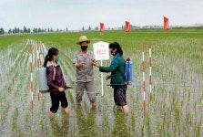 지금 공화국 각지의 협동농장들에서는 높은 알곡생산성과로 인민생활향상에 적극 이바지하기 위해 당면한 논벼비배관리를 실속있게... 