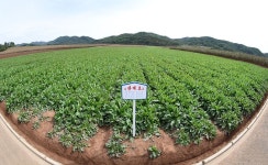 중앙과 지방의 당책임일군들 조선인민군 제810군부대산하 1116호농장 참관- Senior Party Officials Visit Farm No. 1116 Run by... 