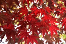 [구례여행] 가을, 지리산 피아골로 떠나는 가을 단풍여행 | 가을, 단풍