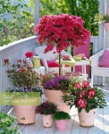 Pin by 순애 정 on soon 꽃가게2 | Garden inspiration, Garden, Plants