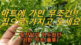 경희 김님이 건강에 올린 약초 | 당근, 건강