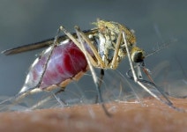 Mosquito | 모기