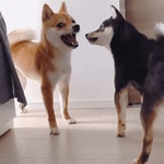 오늘의유머 - 혼자 보기 아까워서 올려보는 야옹이와 멍멍이.gif(데이터주의) 혼자 보기 아까워서 올려보는 야옹이와 멍멍이.gif(데이터주의)