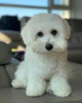🤩 . . #꼬똥 #꼬똥드툴레아 #한국꼬똥켄넬 #멍스타그램 #멍멍이 #인스타독 #instadog #cotondetulear #dogstagra… | 강아지