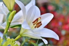 Pixabay의 무료 이미지 - 백합, 꽃, 수술, 암술, 봄, 꽃밭, 자연, 관상용 식물 | Beautiful flowers images, Flower images, Plants