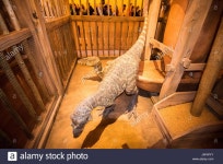Pin by 흥규 이 on 고생물 박물관 in 2020 | Pet cage, Tyrannosaurus rex, Tyrannosaurus