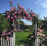 Pin by 틈새마들렌 on House in 2022 | Climbing flowers, Climbing roses, Beautiful roses