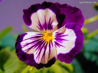 purple pansy(이미지 포함) | 팬지