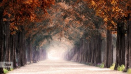 Metasequoia Road  담양 메타세콰이어 길(이미지 포함)