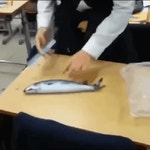교실에서 고등어 손질하는 학생...gif | 인스티즈 | 웃긴, 유머, 재미있는 gif