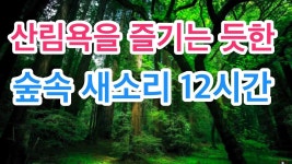 힐링스페셜 - 산림욕을 즐기는 듯한 산속의 물소리와 새소리 ASMR ::Meditation Sound-Various Birds Singing | 릴, 고래, 생방송