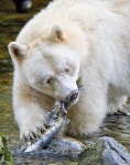 Spirit bear - A rare moment. Eye to eye with a spirit bear. - National Geographic Phot | 북극곰