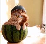 다루이에 있는 landssssd님의 핀 | 귀여운 동물