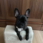 주인놈이랑 가슴운동했는데 잘 먹었습니다 내일은 하체인데 주인놈이 잘 따라왔으면 좋겠네요 휴 #네츄럴 #대흉근 #보디빌더... 