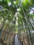 제주 한라수목원 죽림원 | 여행