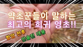 약초에 있는 GUANGCHUN HUANG님의 핀 - 2020 | 약초, 건강