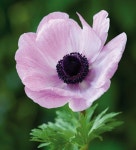 Anemone Mistral Pink | 아네모네, 부케, 수채화 꽃