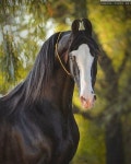 Pin by 유도원 on Horse | Marwari horses, Horses, Horse breeds