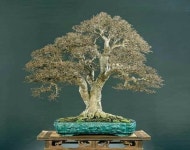 Pin de GY C en 원예 조경 | Bonsais, Jardinería