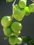 Tropical fruit tree,Taiwan Jujube, The jujube is a big, deciduous tree. And the fruit are tasty! | 과일