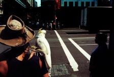 Sydney. Waiting for the lights to change in Pitt St, the city. A pet Cockatoo sits on a mans shoulder. 2000. | 사진