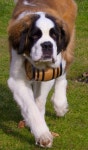 Pin by 홋카이도 왓카나이 도사견 on Doggy | St bernard dogs, Bernard dog, St bernard puppy