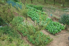 유기농 주말농장  Yanggiri, 사진, 주말농장, 농장, 농사, 배추, 밭, 채소, 시골, 도시농부, 텃밭, 유기농, 생활, 배경 | 식물, 시골, 사진