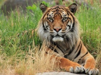 All Tigers! | 동물