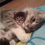 So sweet . Tag Someone By @catpistolss . . . #cat #cats #catofinstagram #catoftheday #catlover #catsagram #catlovers #cat_features... 