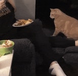 오늘의유머 - 혼자 보기 아까워서 올려보는 야옹이와 멍멍이.gif(데이터주의) 혼자 보기 아까워서 올려보는 야옹이와 멍멍이.gif(데이터주의)