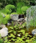 Tips for Building Ponds in Your Backyard | 연못, 조경