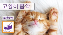 슬리피 애완 동물 애완 동물 치료 음악 : 고양이 편안한 음악 | Gatos, Música relaxante, Cães