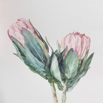 Art studio vase (아트바즈) on Instagram: “/ kangheeyi1977  #아트바즈 #꽃 #핑크  #수채화 #꽃그림 #식물그림 #초록 #프로테아... 