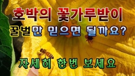 호박의 꽃가루받이 #호박재배 - 2023 [텃밭농부. 1,114]  꿀벌을 100% 믿을 수 있을까요? 호박의 꽃가루받이 #호박재배 - 2023