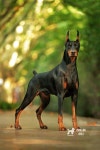 Doberman Pinscher Facts | 개 품종, 개, 동물