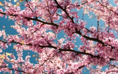 봄 계절 - Google 검색 | 검색